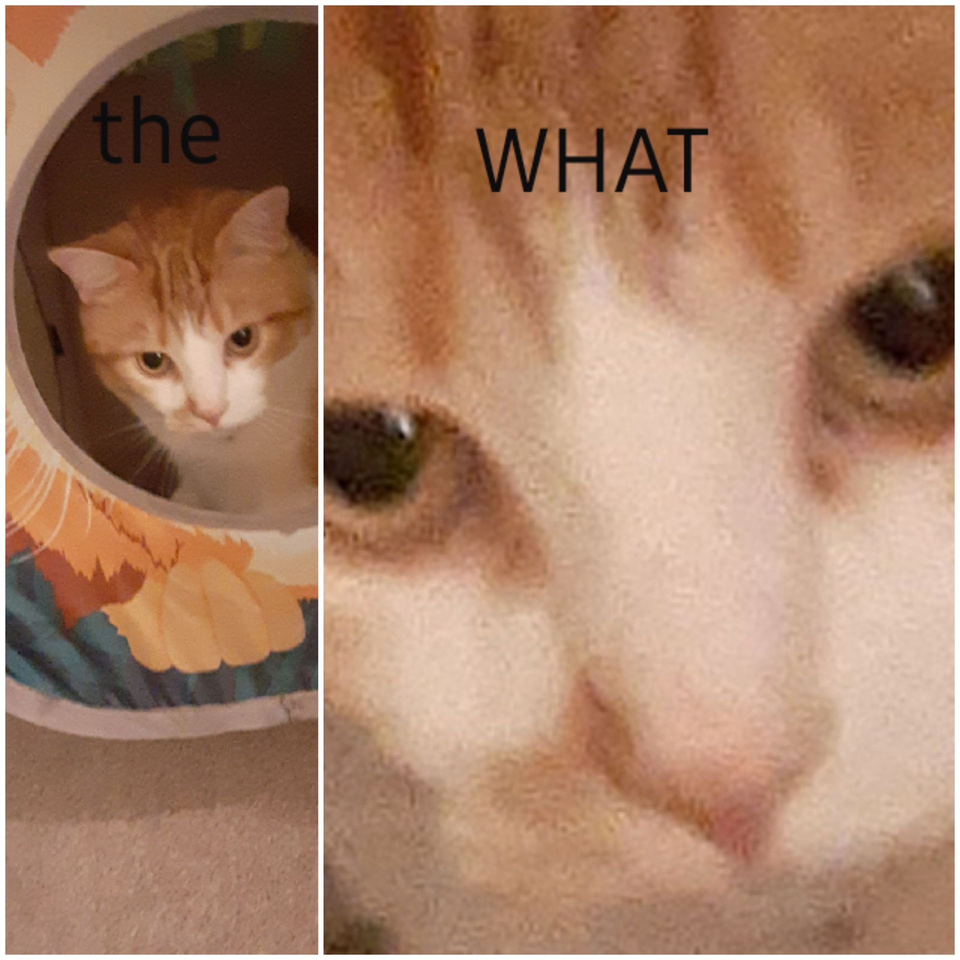 High Quality The WHAT cat Blank Meme Template
