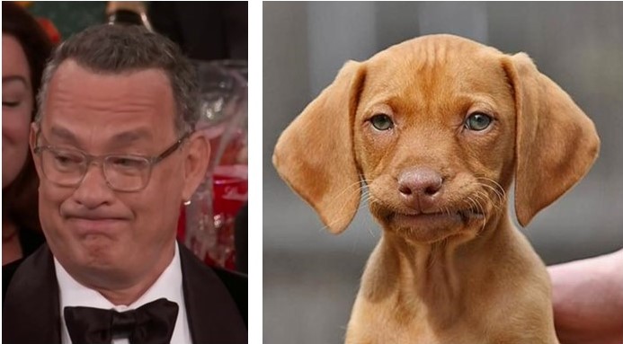 High Quality Hanks & Meme Dog Blank Meme Template