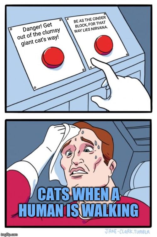 Wherein we find out that a cat's nihilism is actually deeply spiritual... | BE AS THE CINDER BLOCK, FOR THAT WAY LIES NIRVANA. Danger! Get out of the clumsy giant cat's way! CATS WHEN A HUMAN IS WALKING | image tagged in memes,two buttons,nihilism,cats,first world cat problems | made w/ Imgflip meme maker