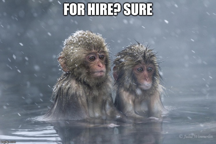 monkeys | FOR HIRE? SURE | image tagged in monkeys | made w/ Imgflip meme maker