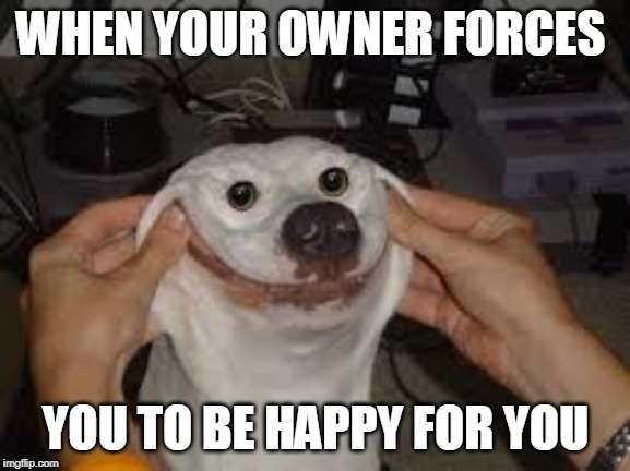 WHEN YOUR OWNER FORCES; YOU TO BE HAPPY FOR YOU | image tagged in happy dog | made w/ Imgflip meme maker
