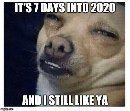 Chihuahua  | IT'S 7 DAYS INTO 2020 AND I STILL LIKE YA | image tagged in chihuahua | made w/ Imgflip meme maker