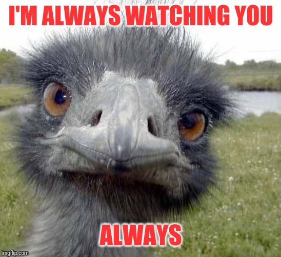 What does an ostrich think about? | I'M ALWAYS WATCHING YOU; ALWAYS | image tagged in cold stare of ostrich | made w/ Imgflip meme maker