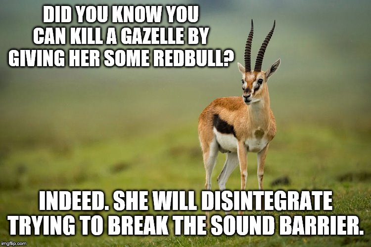 Science fact…. | DID YOU KNOW YOU CAN KILL A GAZELLE BY GIVING HER SOME REDBULL? INDEED. SHE WILL DISINTEGRATE TRYING TO BREAK THE SOUND BARRIER. | image tagged in gazelle,redbull,animals,science,memes | made w/ Imgflip meme maker