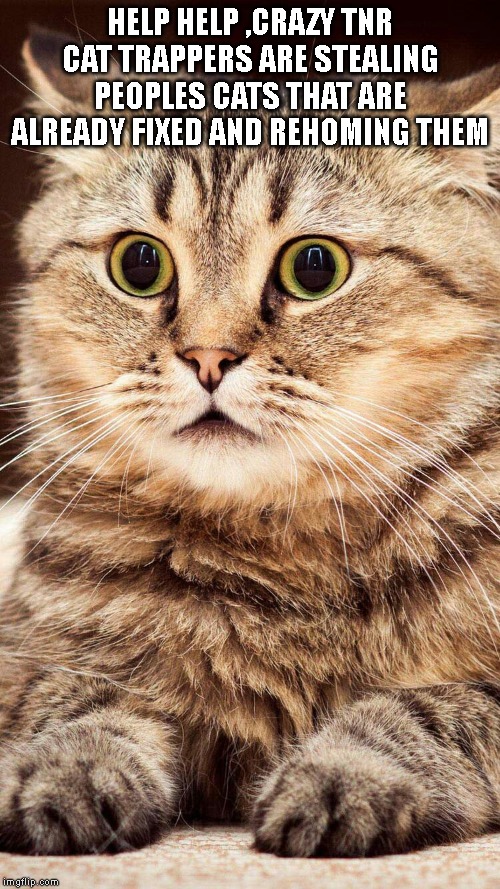 shocked cat | HELP HELP ,CRAZY TNR CAT TRAPPERS ARE STEALING PEOPLES CATS THAT ARE ALREADY FIXED AND REHOMING THEM | image tagged in shocked cat | made w/ Imgflip meme maker