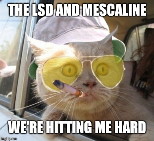 Fear And Loathing Cat | THE LSD AND MESCALINE; WE'RE HITTING ME HARD | image tagged in memes,fear and loathing cat | made w/ Imgflip meme maker