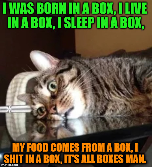I WAS BORN IN A BOX, I LIVE 
IN A BOX, I SLEEP IN A BOX, MY FOOD COMES FROM A BOX, I
SHIT IN A BOX, IT'S ALL BOXES MAN. | image tagged in cats | made w/ Imgflip meme maker