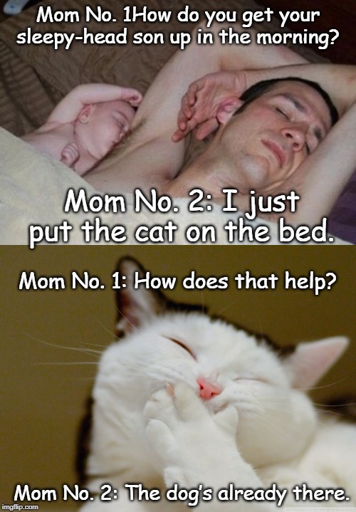 sleepy - head son up | Mom No. 1How do you get your sleepy-head son up in the morning? Mom No. 2: I just put the cat on the bed. Mom No. 1: How does that help? Mom No. 2: The dog’s already there. | image tagged in cat | made w/ Imgflip meme maker