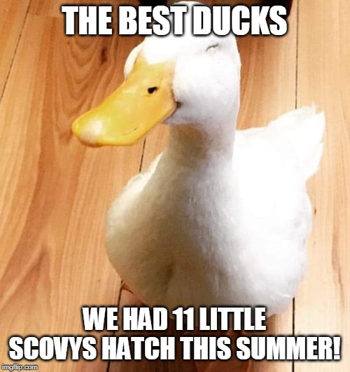 SMILE DUCK | THE BEST DUCKS WE HAD 11 LITTLE SCOVYS HATCH THIS SUMMER! | image tagged in smile duck | made w/ Imgflip meme maker