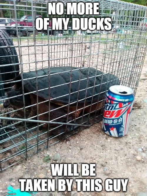 MY NEIGHBOR PUT HIM IN A BIG HORSE DRINKING TROUGH, THAT HE TURNED INTO A TURTLE HOME | NO MORE OF MY DUCKS; WILL BE TAKEN BY THIS GUY | image tagged in duck,turtle | made w/ Imgflip meme maker