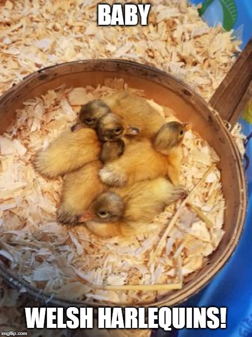 3 MALE 2 FEMALE. GONNA BE VERY PRETTY DUCKS JUST LIKE MAMMA! | BABY; WELSH HARLEQUINS! | image tagged in ducks,duckling | made w/ Imgflip meme maker