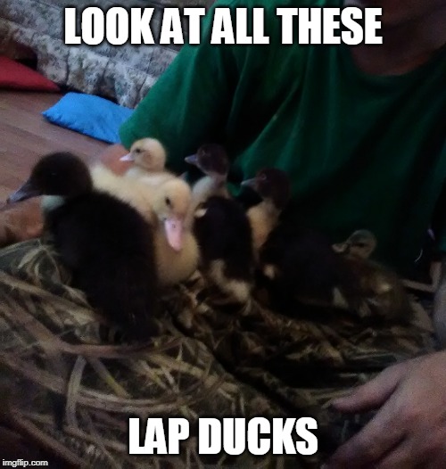 THEY LOVE LAYING ON MY LAP | LOOK AT ALL THESE; LAP DUCKS | image tagged in ducks,duckling | made w/ Imgflip meme maker