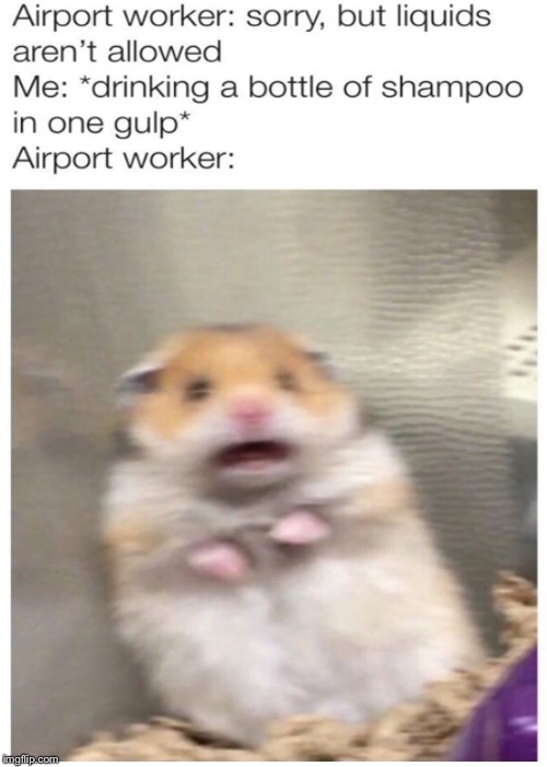 Daily repost | image tagged in hamster,daily repost | made w/ Imgflip meme maker