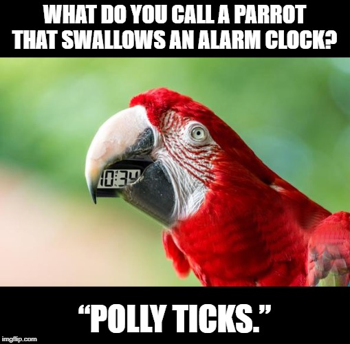 Parrot | WHAT DO YOU CALL A PARROT THAT SWALLOWS AN ALARM CLOCK? “POLLY TICKS.” | image tagged in politics | made w/ Imgflip meme maker