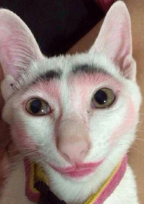 High Quality this cat with makeup Blank Meme Template