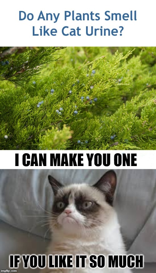 Don't stop & smell the roses | I CAN MAKE YOU ONE; IF YOU LIKE IT SO MUCH | image tagged in grumpy cat,plants,cat,cat memes,memes,funny meme | made w/ Imgflip meme maker