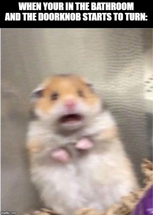 Scared Hamster | WHEN YOUR IN THE BATHROOM AND THE DOORKNOB STARTS TO TURN: | image tagged in scared hamster,bathroom,first world problems | made w/ Imgflip meme maker