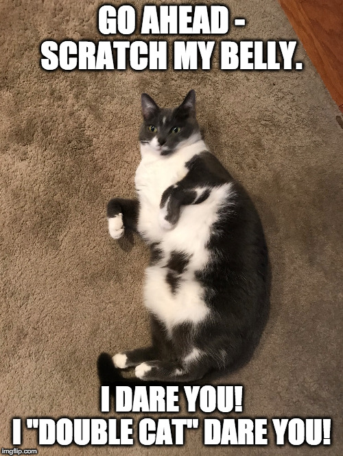 GO AHEAD - SCRATCH MY BELLY. I DARE YOU!
I "DOUBLE CAT" DARE YOU! | image tagged in cats,scratch,belly | made w/ Imgflip meme maker