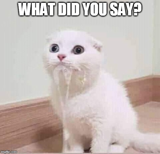 WHAT DID YOU SAY? | image tagged in cats,funny cats | made w/ Imgflip meme maker