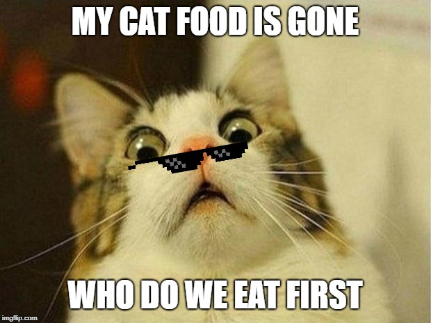 Scared Cat | MY CAT FOOD IS GONE; WHO DO WE EAT FIRST | image tagged in memes,scared cat | made w/ Imgflip meme maker