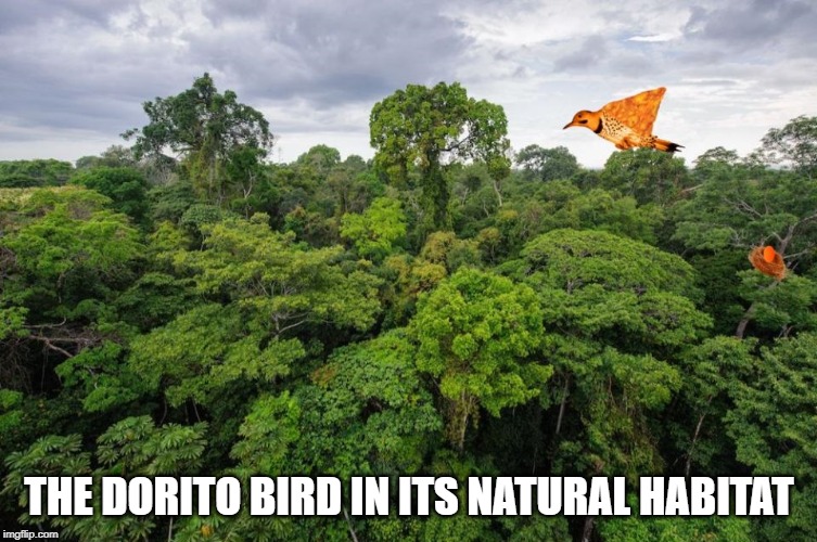 Dorito Bird in its natural habitat | THE DORITO BIRD IN ITS NATURAL HABITAT | image tagged in dorito bird | made w/ Imgflip meme maker