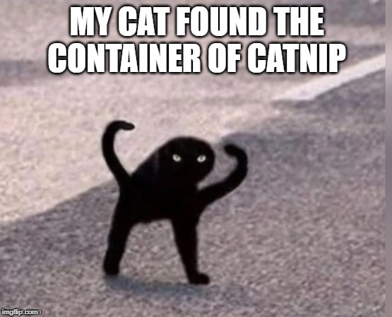 whom'st cat | MY CAT FOUND THE CONTAINER OF CATNIP | image tagged in whom'st cat | made w/ Imgflip meme maker