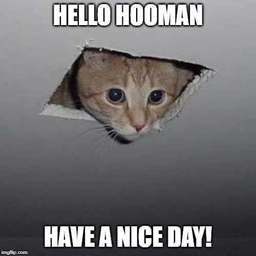 cute ceiling cat | HELLO HOOMAN; HAVE A NICE DAY! | image tagged in memes,ceiling cat,human,cats | made w/ Imgflip meme maker