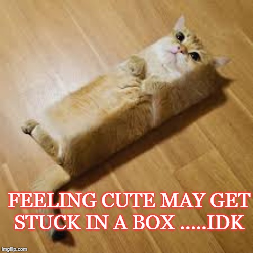 Cat box | FEELING CUTE MAY GET STUCK IN A BOX .....IDK | image tagged in funny cat memes | made w/ Imgflip meme maker