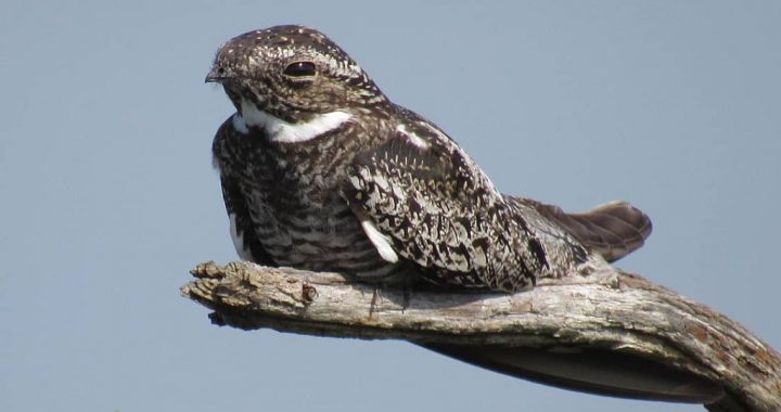 Suspicious Nightjar Blank Meme Template