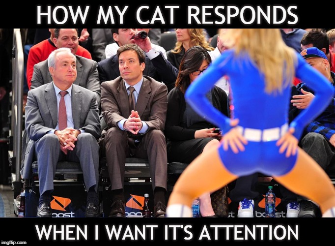 LOOK AT ME KITTY! | HOW MY CAT RESPONDS; WHEN I WANT IT'S ATTENTION | image tagged in cheerleader ignore,cats,cat,memes,funny,ignorant | made w/ Imgflip meme maker