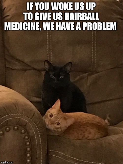 My cat be like... | IF YOU WOKE US UP TO GIVE US HAIRBALL MEDICINE, WE HAVE A PROBLEM | image tagged in memes,cats,pets,animals,cute cat,cute animals | made w/ Imgflip meme maker