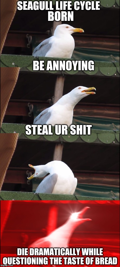 Inhaling Seagull | SEAGULL LIFE CYCLE; BORN; BE ANNOYING; STEAL UR SHIT; DIE DRAMATICALLY WHILE QUESTIONING THE TASTE OF BREAD | image tagged in memes,inhaling seagull | made w/ Imgflip meme maker