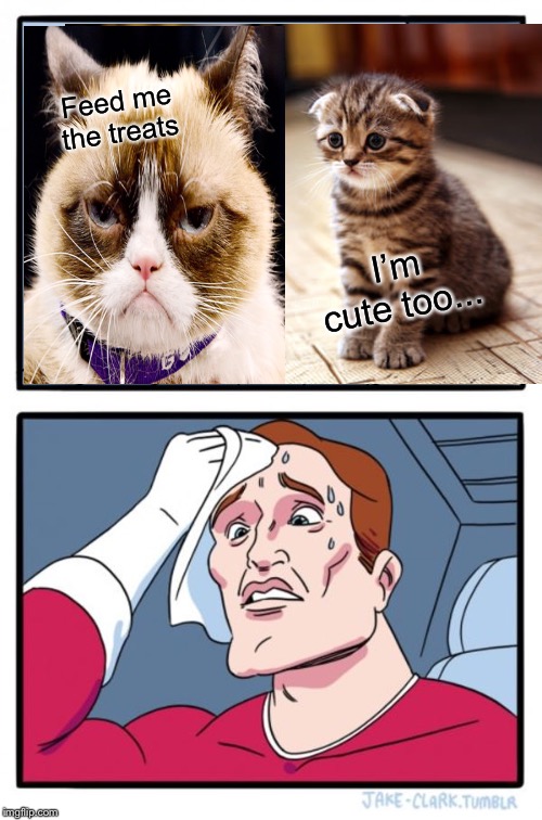 The Final Decision | Feed me the treats; I’m cute too... | image tagged in memes,grumpy cat,cute cats | made w/ Imgflip meme maker