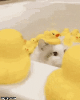image tagged in gifs | made w/ Imgflip video-to-gif maker