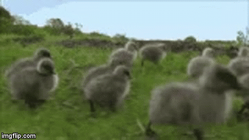 image tagged in gifs | made w/ Imgflip video-to-gif maker