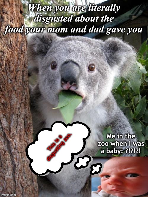 Surprised Koala Meme | When you are literally disgusted about the food your mom and dad gave you; Me in the zoo when I was a baby: ?!?!?! This is a disgusting zoo. | image tagged in memes,surprised koala | made w/ Imgflip meme maker