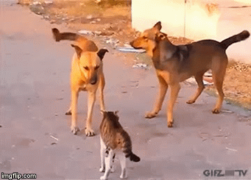 image tagged in gifs | made w/ Imgflip video-to-gif maker