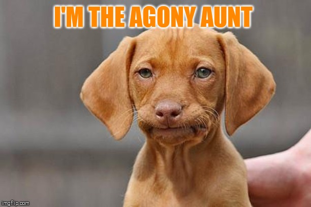 Dissapointed puppy | I'M THE AGONY AUNT | image tagged in dissapointed puppy | made w/ Imgflip meme maker