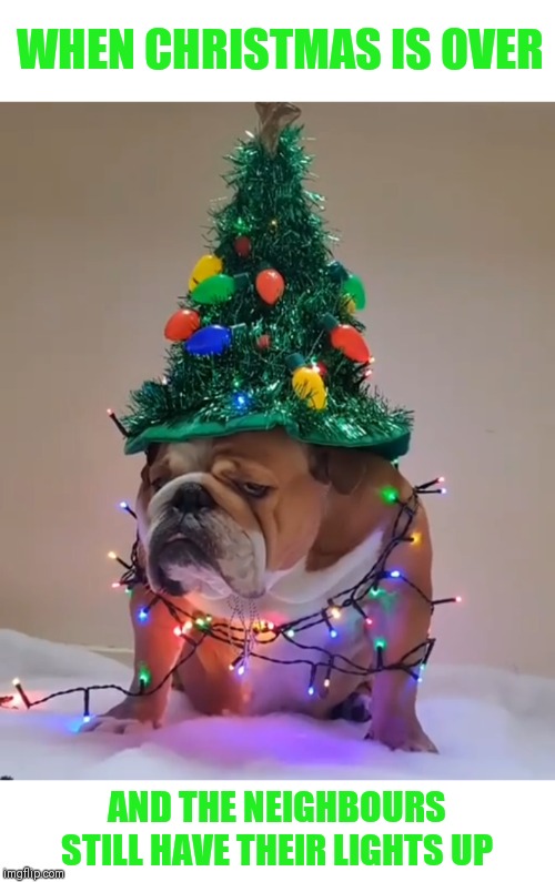  WHEN CHRISTMAS IS OVER; AND THE NEIGHBOURS STILL HAVE THEIR LIGHTS UP | image tagged in christmas is over,we live in a society,grumpy dog | made w/ Imgflip meme maker