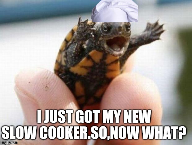 happy baby turtle | I JUST GOT MY NEW SLOW COOKER.SO,NOW WHAT? | image tagged in happy baby turtle | made w/ Imgflip meme maker
