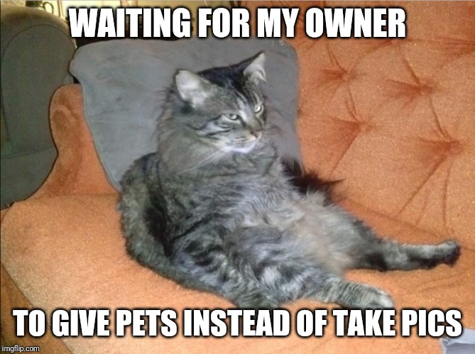 Waiting for my owner | WAITING FOR MY OWNER; TO GIVE PETS INSTEAD OF TAKE PICS | image tagged in waiting for my owner | made w/ Imgflip meme maker