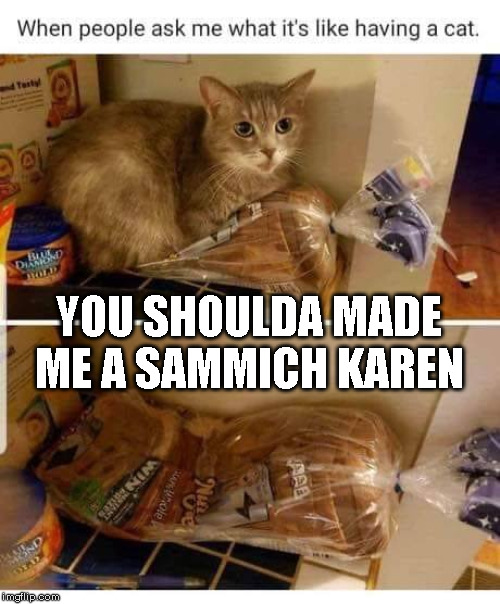 Having a cat | YOU SHOULDA MADE ME A SAMMICH KAREN | image tagged in cat,sandwich | made w/ Imgflip meme maker