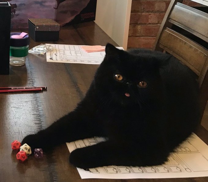 DnD Cat Blank Meme Template