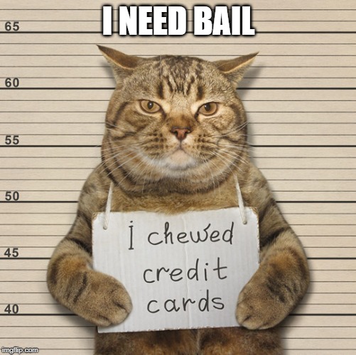 I need bail | I NEED BAIL | image tagged in criminal cat,needs bail,credit card chewer | made w/ Imgflip meme maker