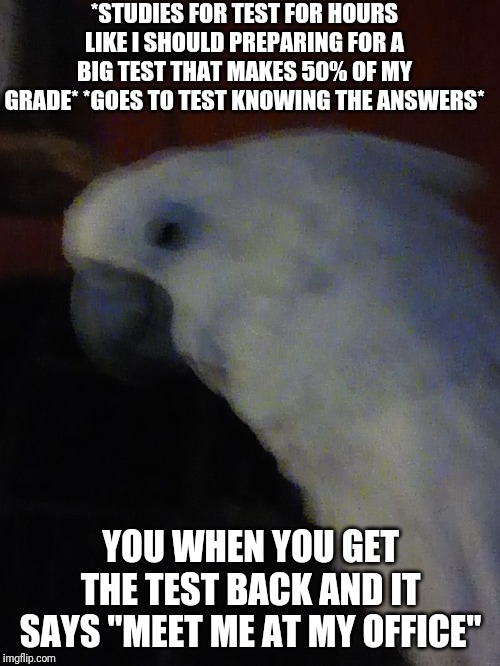Alert Parrot | *STUDIES FOR TEST FOR HOURS LIKE I SHOULD PREPARING FOR A BIG TEST THAT MAKES 50% OF MY GRADE* *GOES TO TEST KNOWING THE ANSWERS*; YOU WHEN YOU GET THE TEST BACK AND IT SAYS "MEET ME AT MY OFFICE" | image tagged in alert parrot | made w/ Imgflip meme maker
