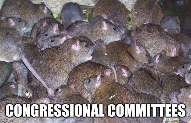 This is why we can't have nice things | CONGRESSIONAL COMMITTEES | image tagged in rats,drain the swamp,congressional committees,vote them all out,deep state,vote out incumbents | made w/ Imgflip meme maker