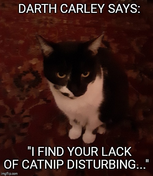 Darth Carley | DARTH CARLEY SAYS:; "I FIND YOUR LACK OF CATNIP DISTURBING..." | image tagged in cats | made w/ Imgflip meme maker