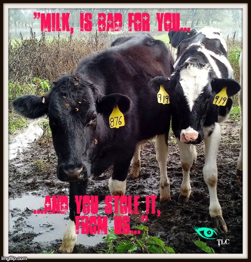 cow talk | image tagged in cows | made w/ Imgflip meme maker
