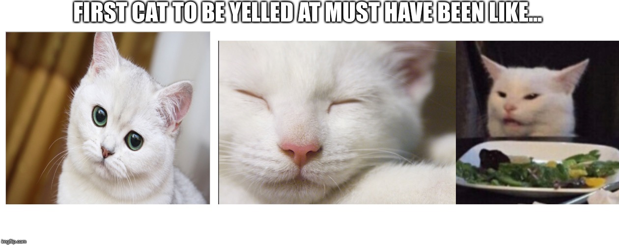 FIRST CAT TO BE YELLED AT MUST HAVE BEEN LIKE... | image tagged in blank white template | made w/ Imgflip meme maker