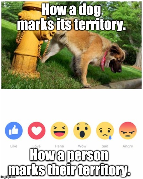 Territory Marker | How a dog marks its territory. How a person marks their territory. | image tagged in memes | made w/ Imgflip meme maker